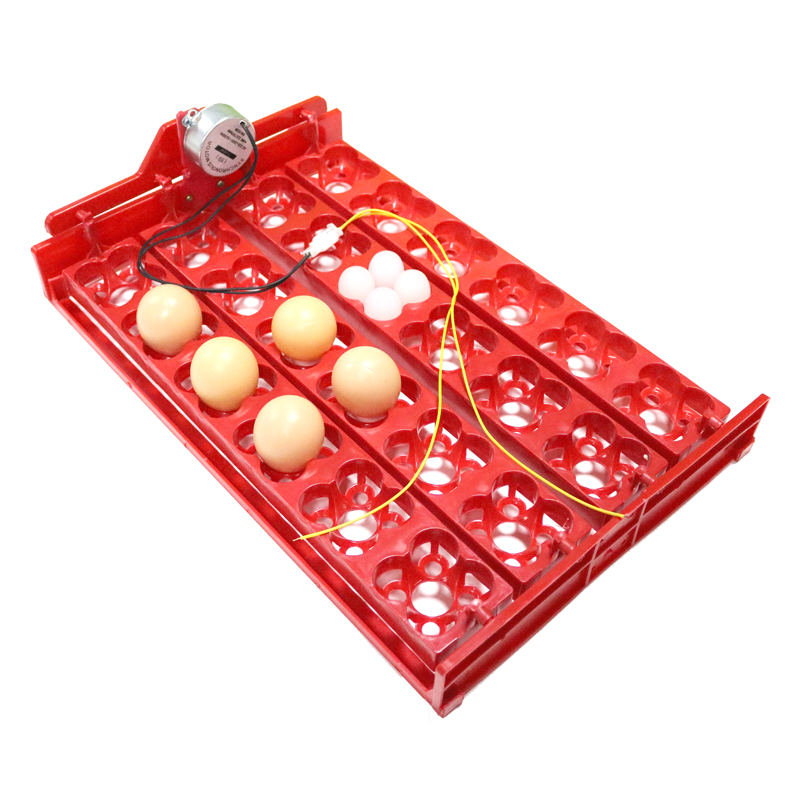 24 Eggs/96 Quail Eggs Hatching - Hunting Quail recension och pris